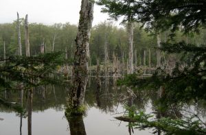 JKW_0983ccweb Swamp in the Adirondacks.jpg